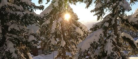 A snow-covered landscape with evergreen trees and a clear sky.