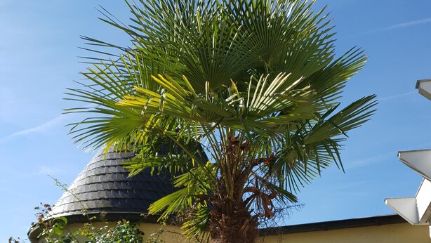 Una palmera frente a un edificio con una cúpula y ventanas arqueadas.