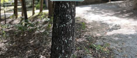 Un letrero en un árbol en un área boscosa, con un sendero que lleva a una cabaña.