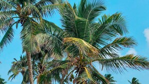 Una località turistica tropicale con palme, una zona piscina e vista sull'oceano.