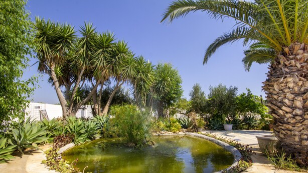 Un jardín con un estanque circular, palmeras y diversas plantas.