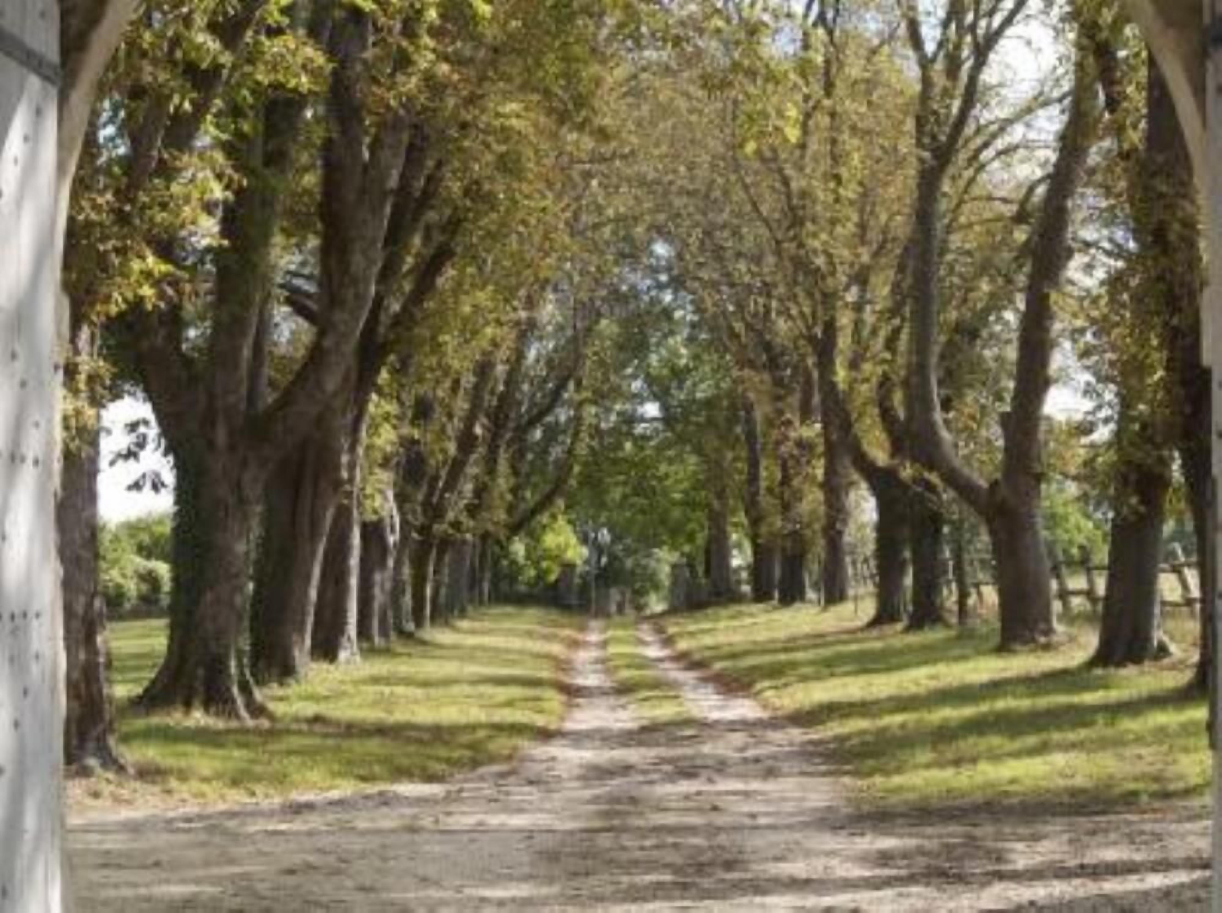 Driveway lined with chestnut trees