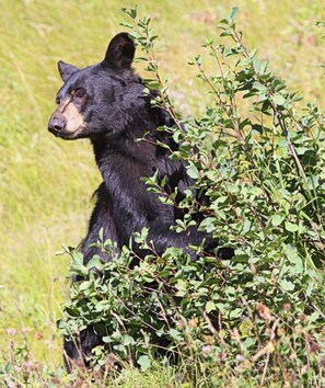 Un ours assis au milieu d'un feuillage verdoyant.