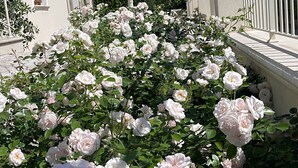 A garden with pink roses, a white fence, and buildings in the background. - Ground floor villa apartment with garden and pool, 1 km from the city (Lucca)