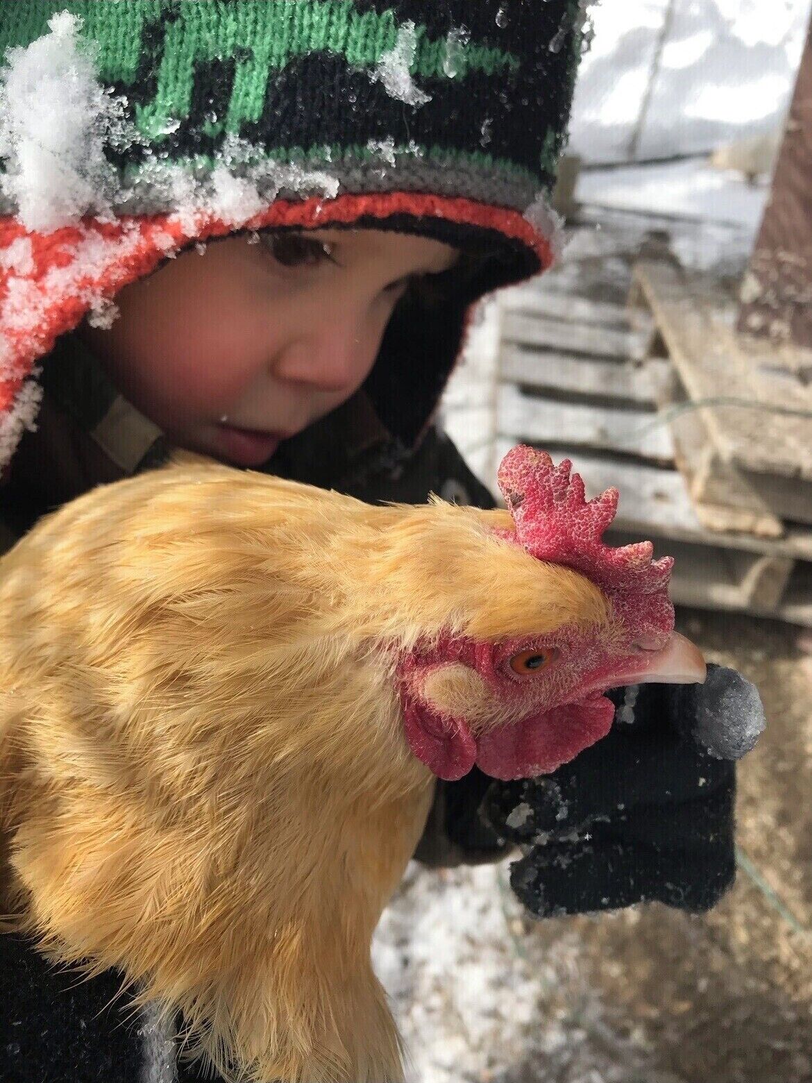 A person holding a chicken with a snowy hat and gloves.
