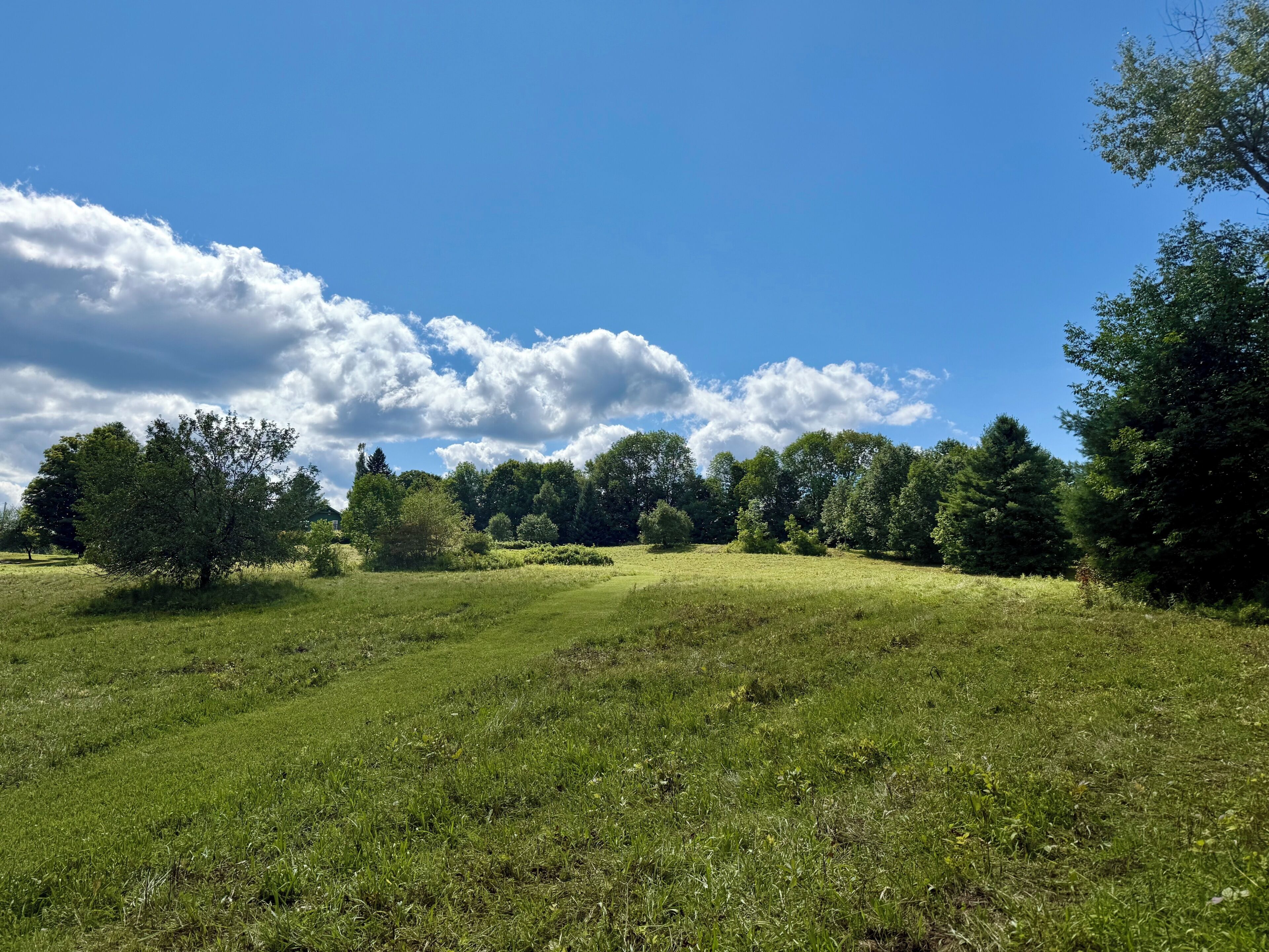 Ein grünes Feld mit Bäumen und blauem Himmel.