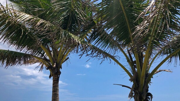 Una playa con dos palmeras y una vista despejada del océano.