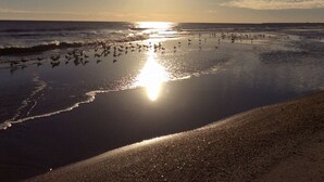 Escena de playa con el sol reflejado en el agua, aves en la arena y un cielo despejado.