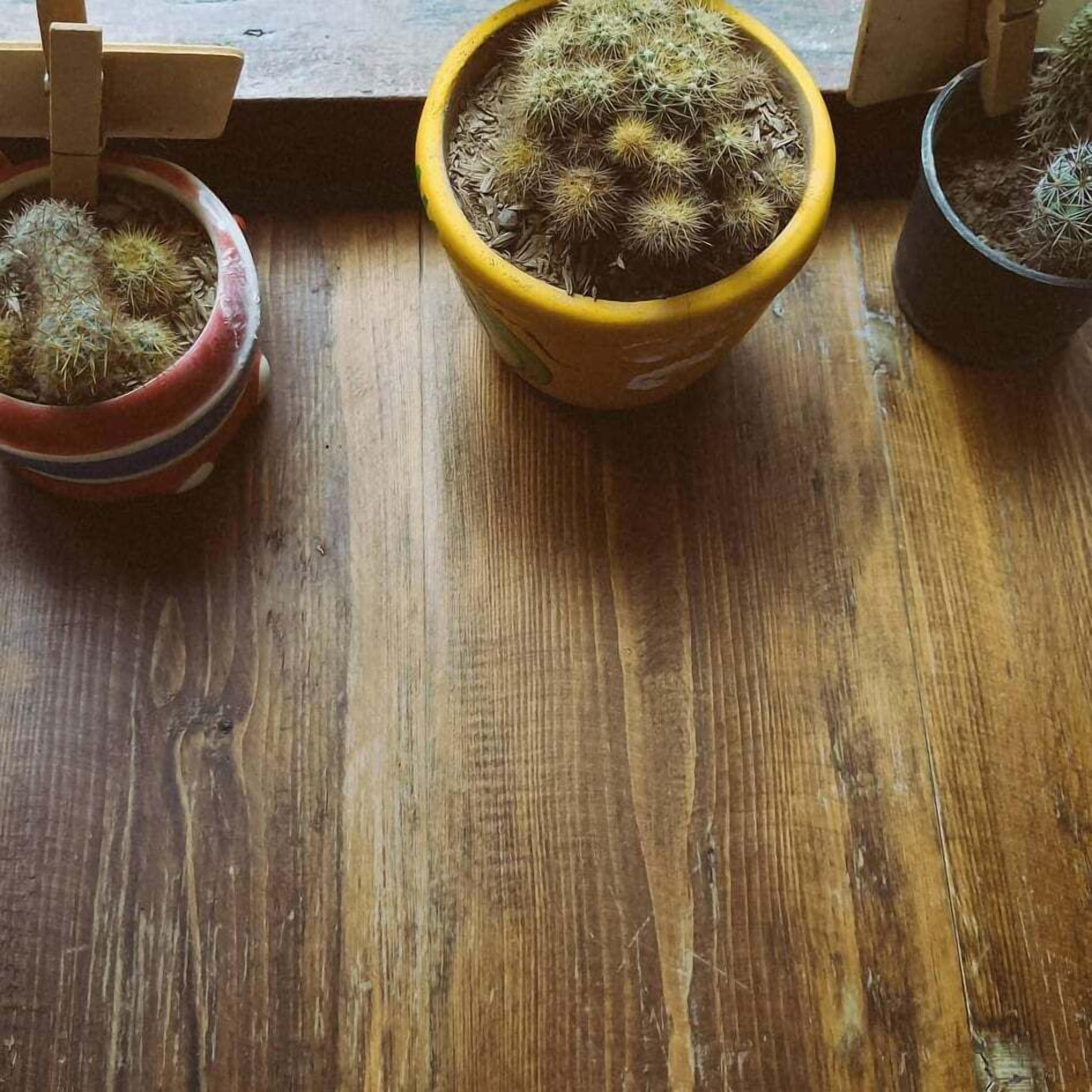 Three potted cacti on a wooden floor.