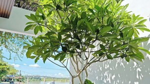 A pool area with inflatable swan and pizza floaties, surrounded by greenery and a white wall. - Anriva Hoi An (Da Nang)