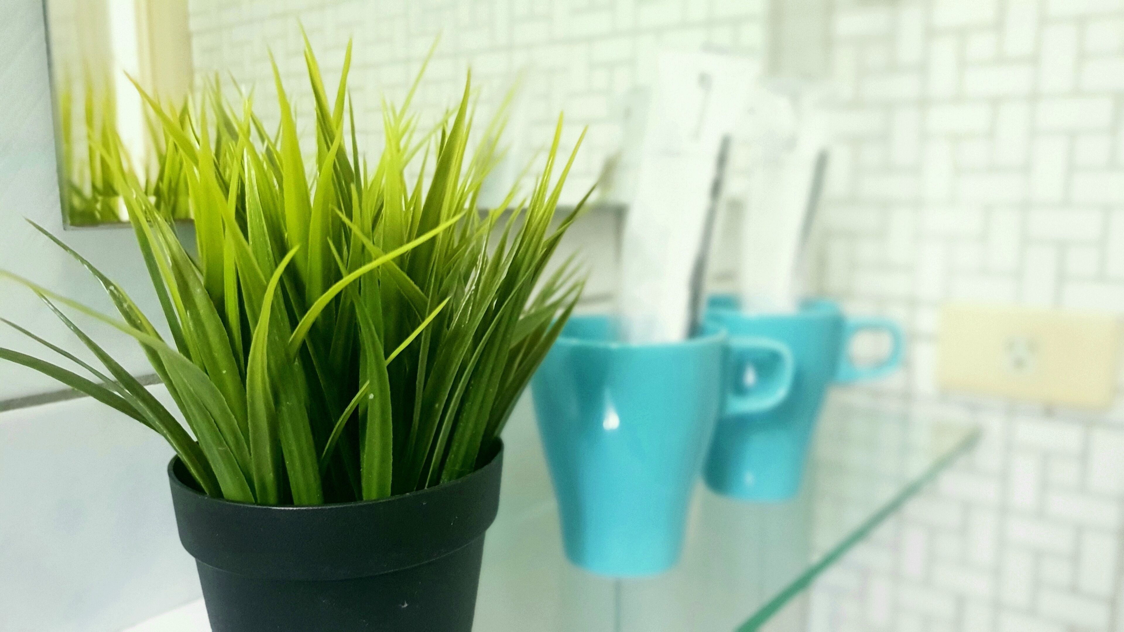 A potted plant in a black pot on a counter with blue mugs in the background.