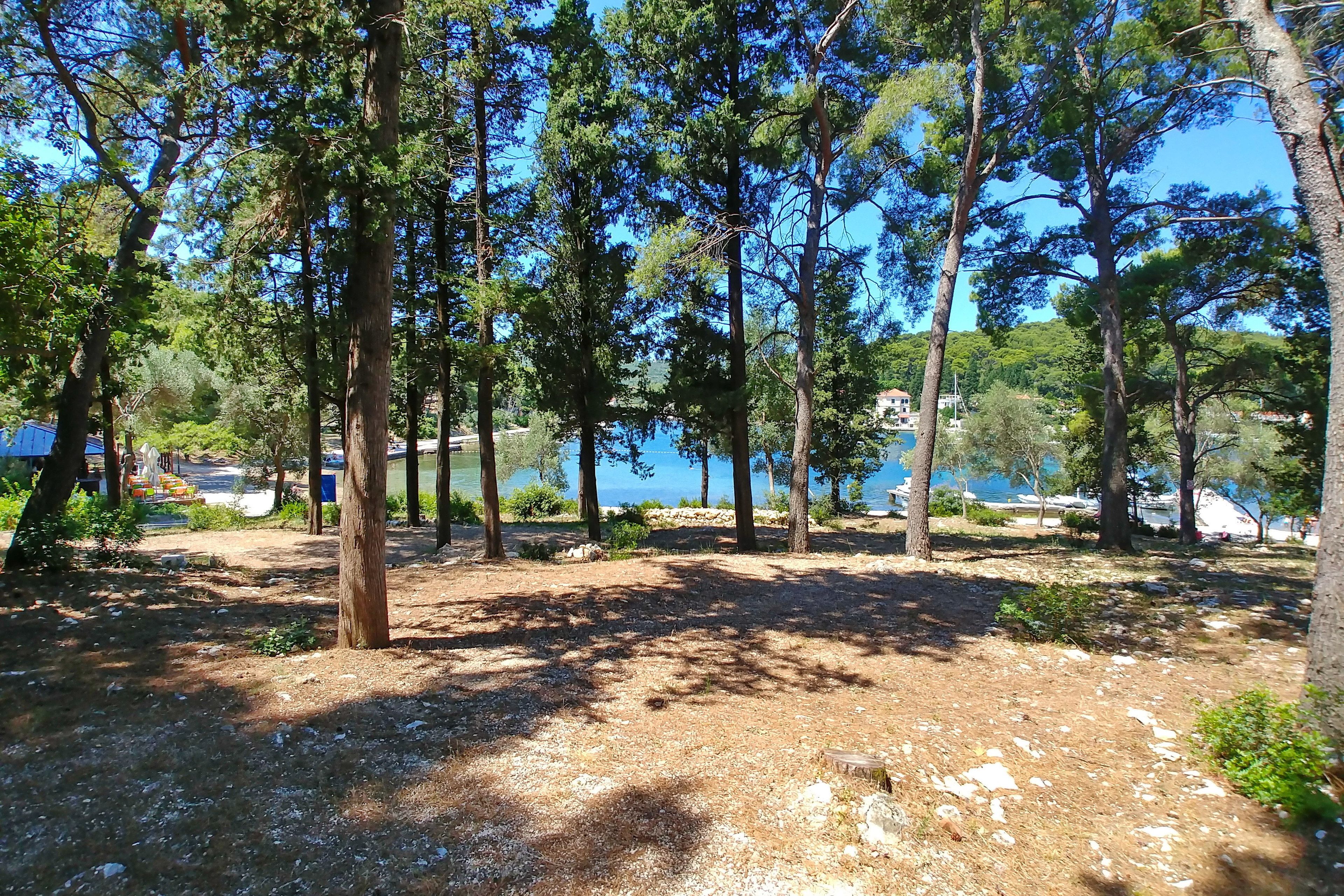A forested area with tall trees and a view of a body of water in the background.