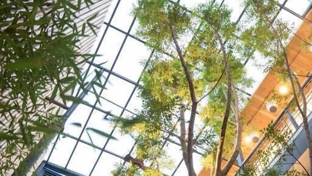 Un edificio moderno con fachada de madera, ventanas amplias y un árbol en el centro.