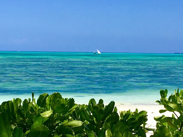 Property grounds - Driftwood Beach Lodge (Jambiani)