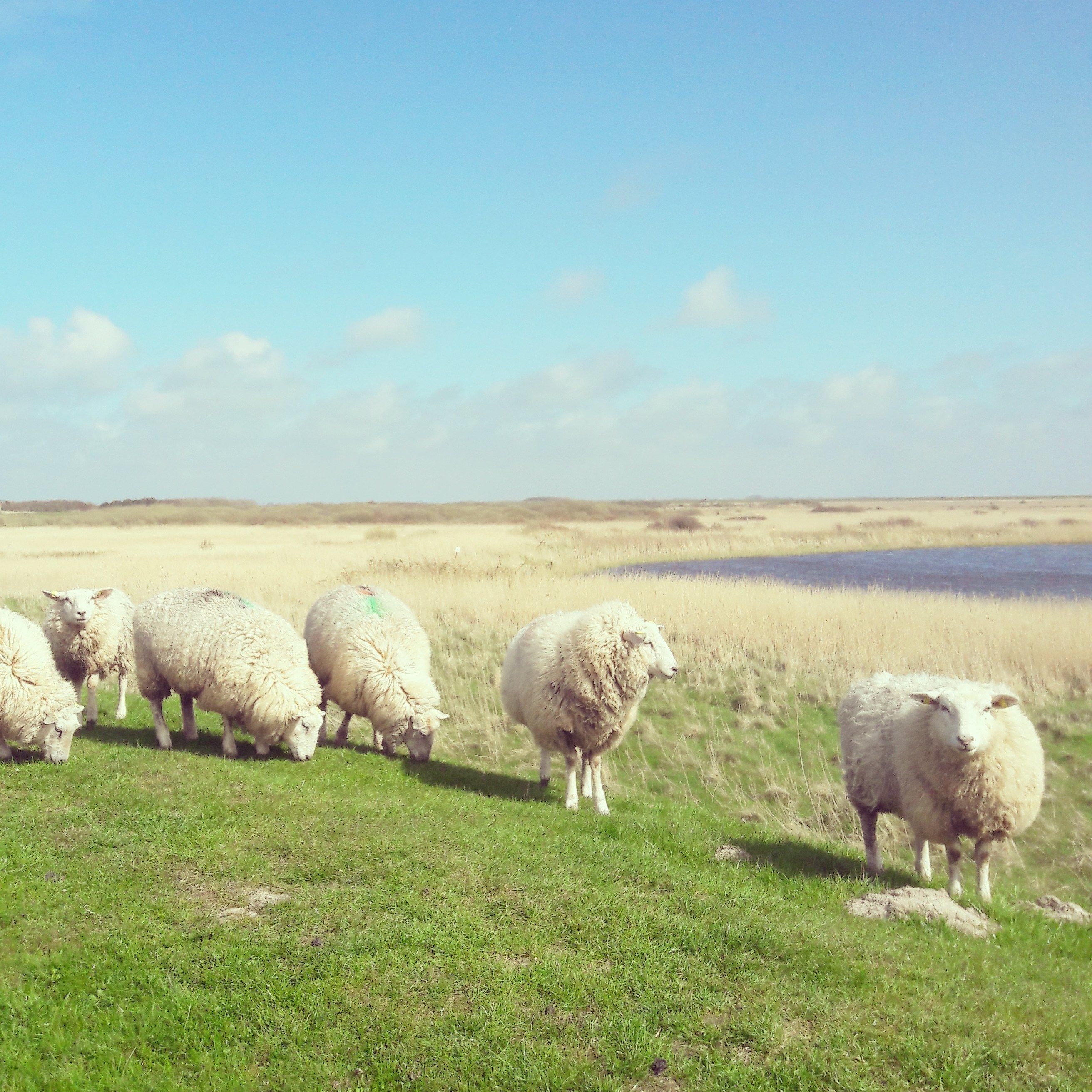 A group of sheep grazing in a grassy field with a clear sky.