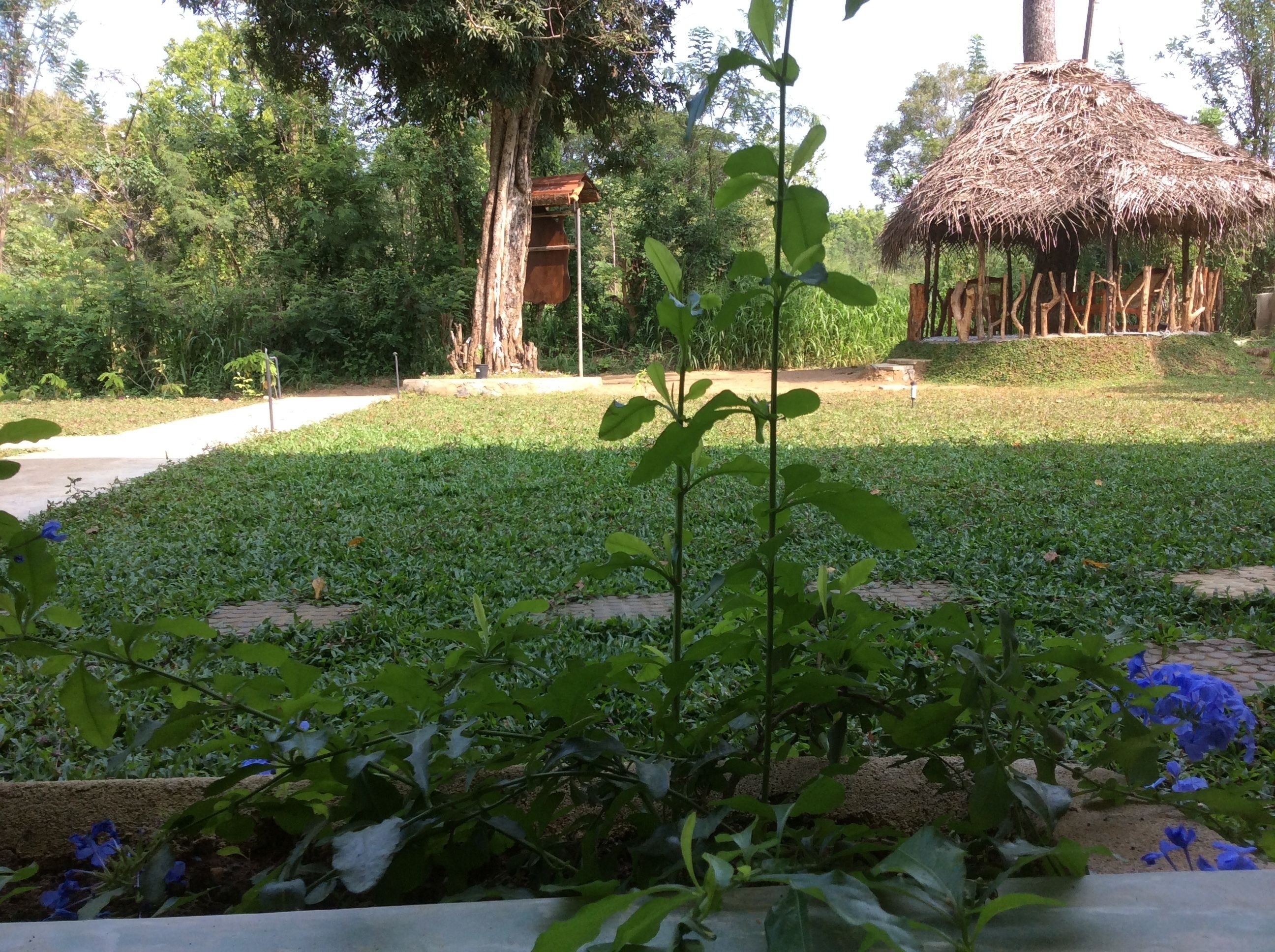 A garden with a thatched-roof structure, a tree, and a pathway.