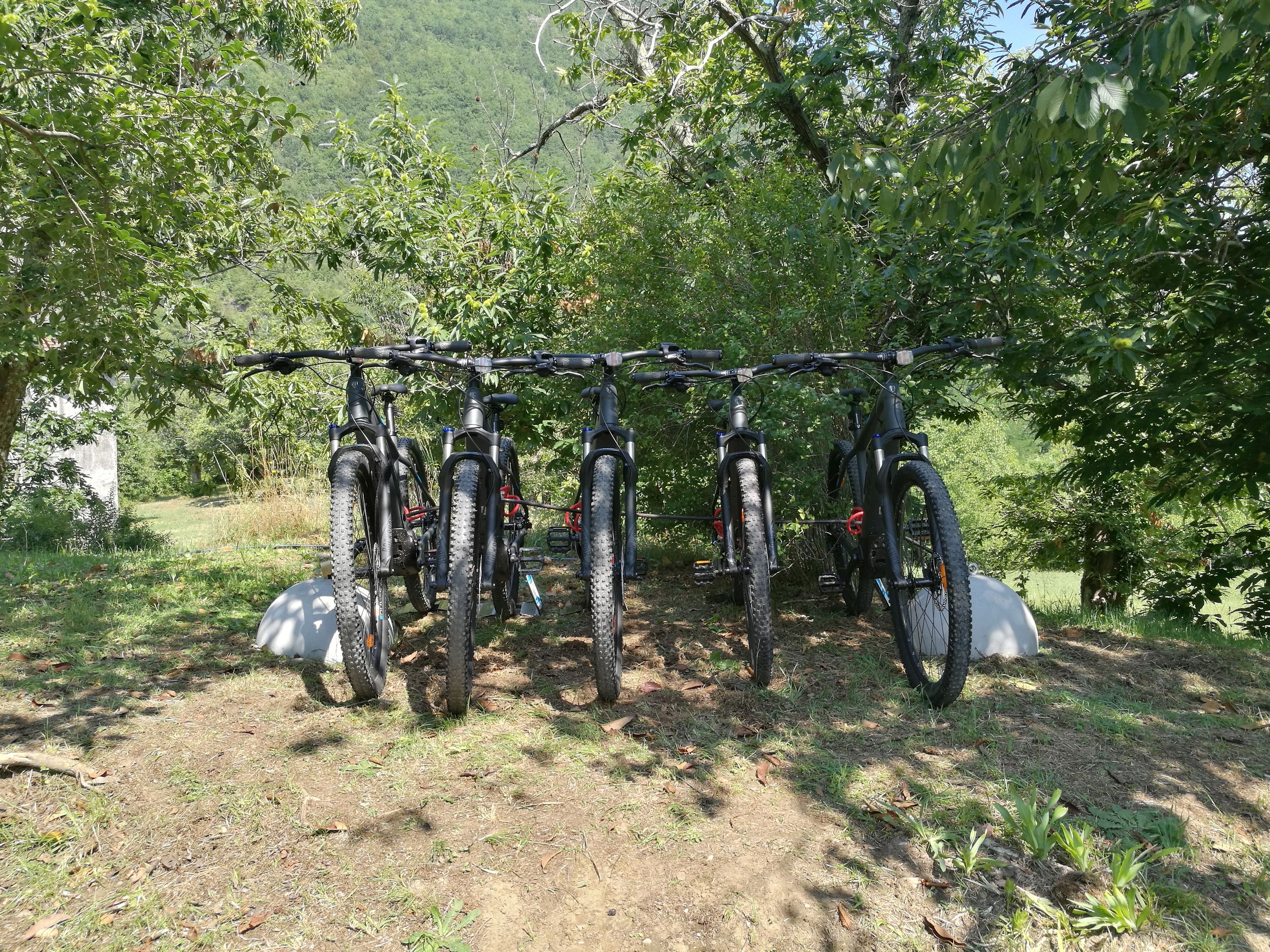 Une rangée de vélos est garée sous un arbre, dans un cadre naturel.