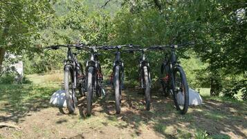 Une rangée de vélos est garée sous un arbre, dans un cadre naturel.