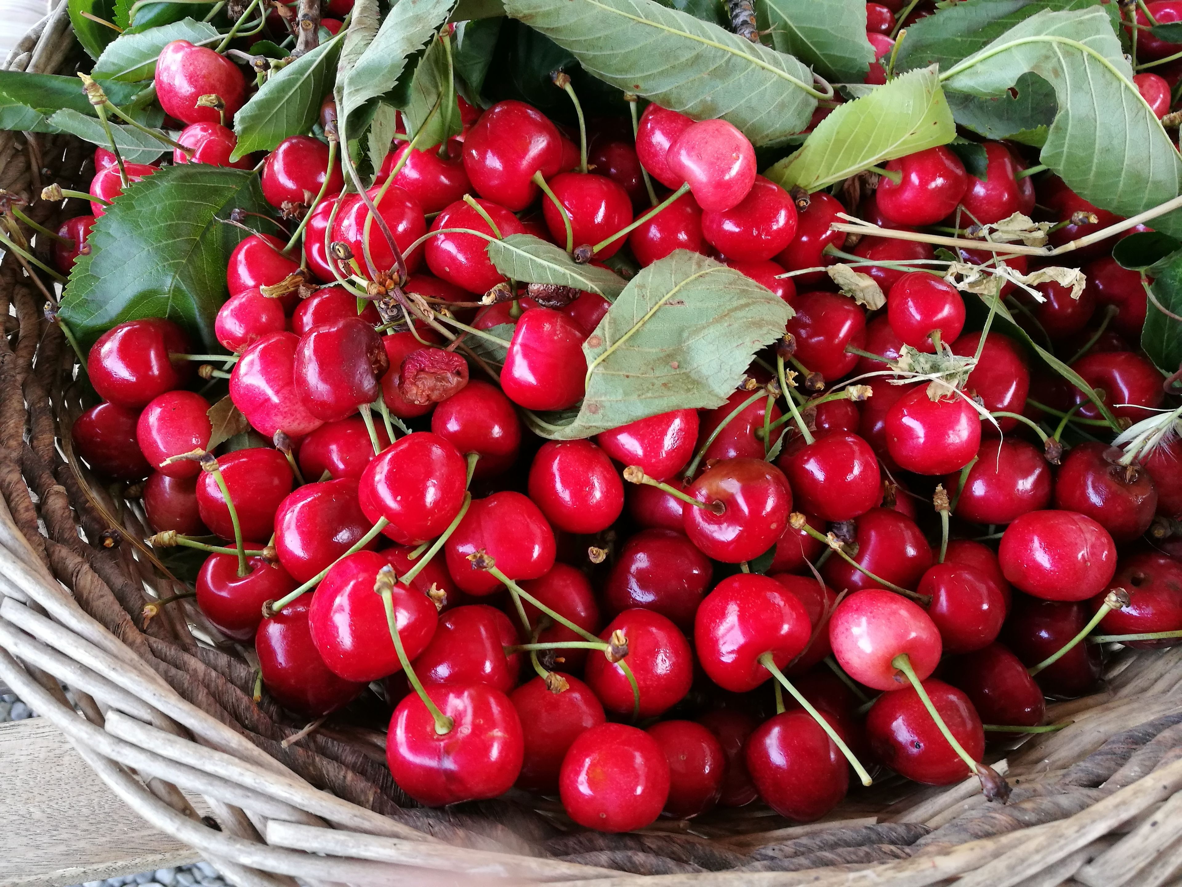 Una cesta de mimbre llena de cerezas rojas y hojas verdes.