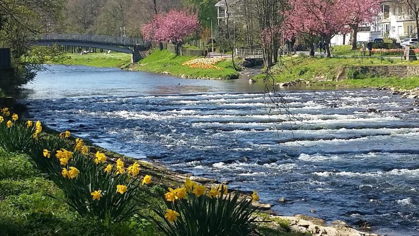 A river with flowing water, a bridge in the background, and yellow flowers in the foreground.