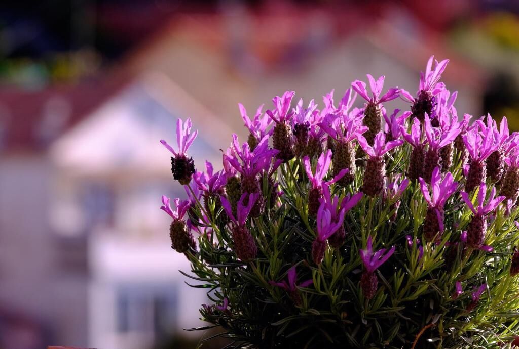 A close-up of vibrant purple flowers with a blurred background.