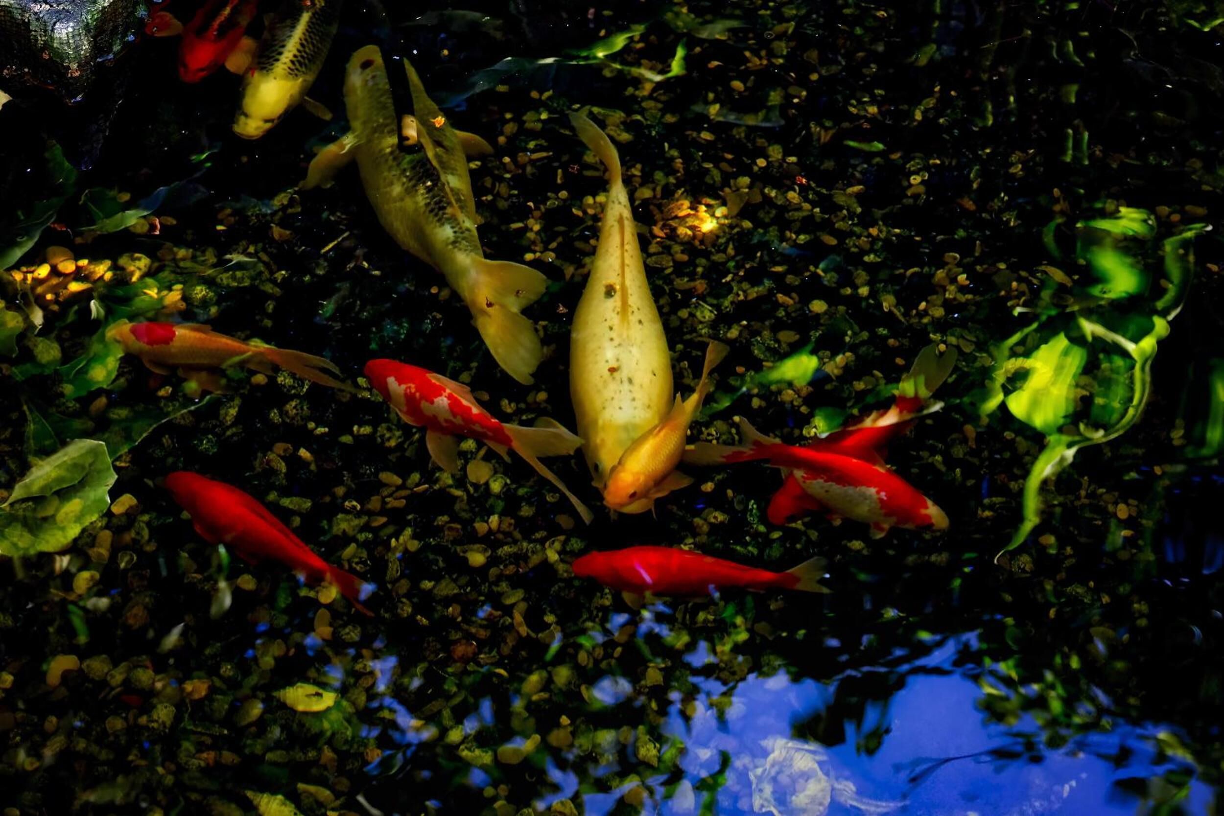 Foto - Skylark Bed & Breakfast