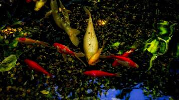 Un estanque de carpas con diversos peces, incluyendo variedades rojas y doradas, nadando entre plantas acuáticas.