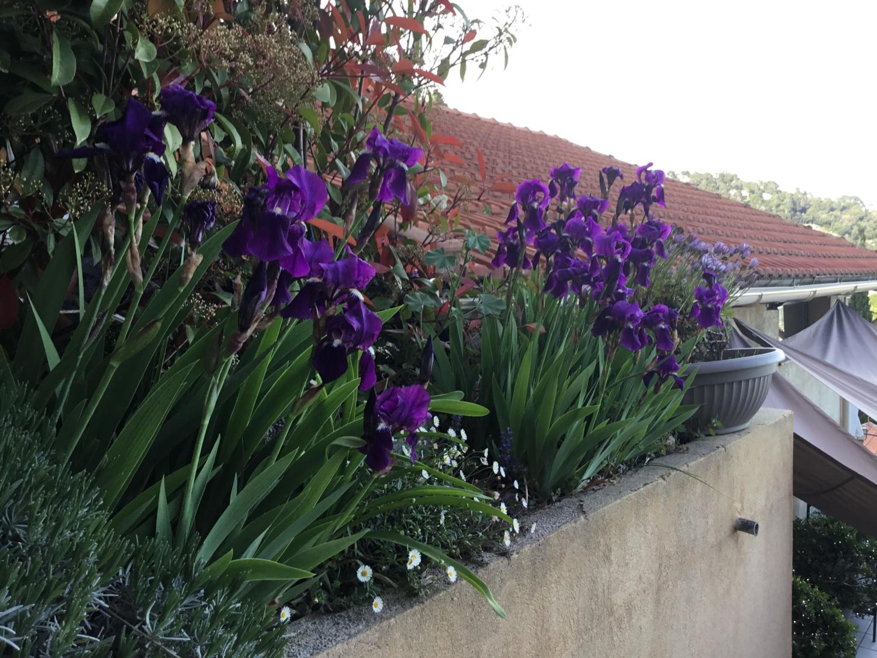 A garden with purple flowers and white daisies, a concrete wall, and a red-tiled roof in the background.