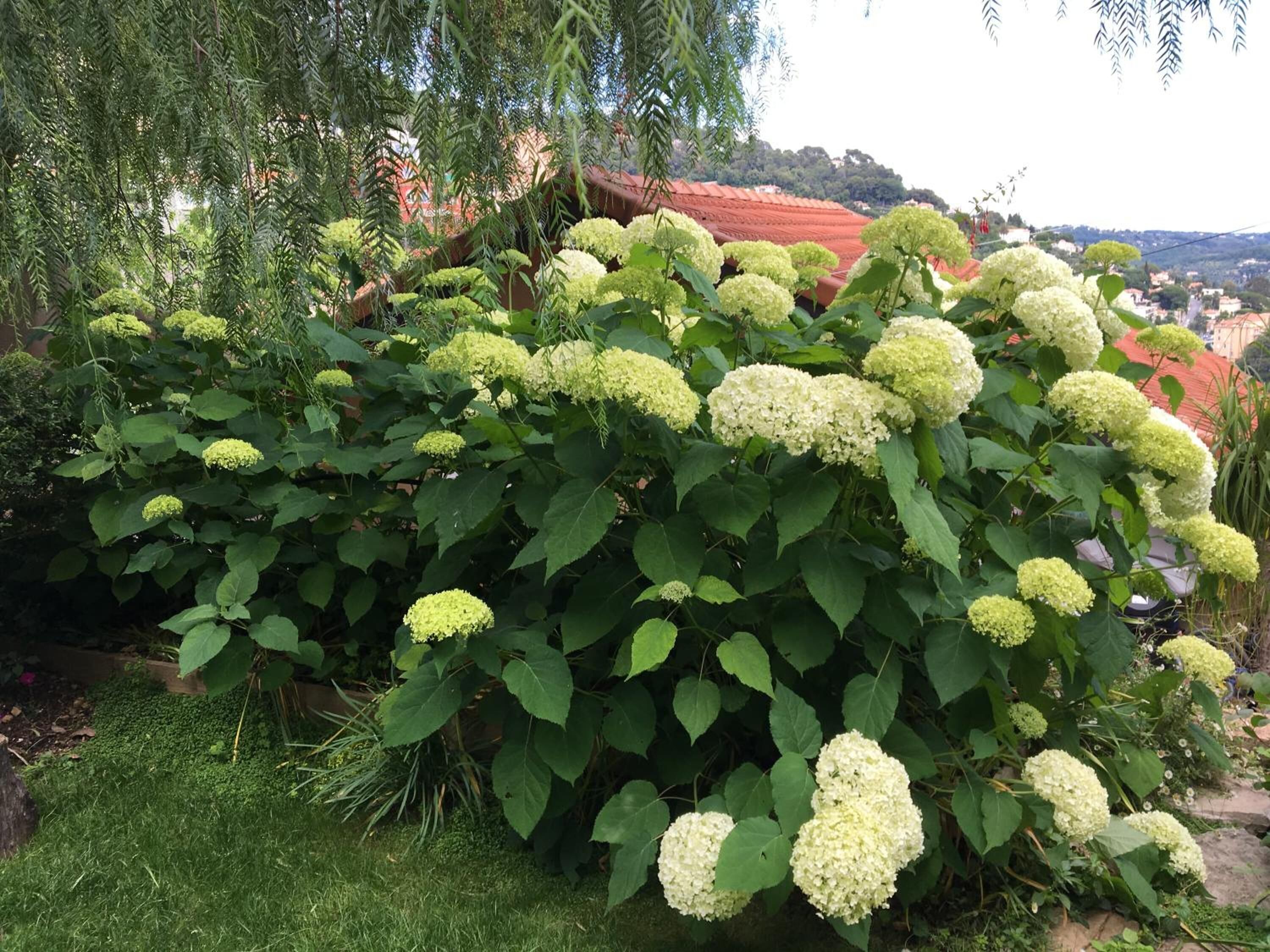 Un exuberante jardín con arbustos de hortensia y un edificio de techo rojo al fondo.
