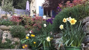 A garden with various potted plants and flowers, including daffodils and other colorful blooms. - Skylark Bed & Breakfast (Grasse)