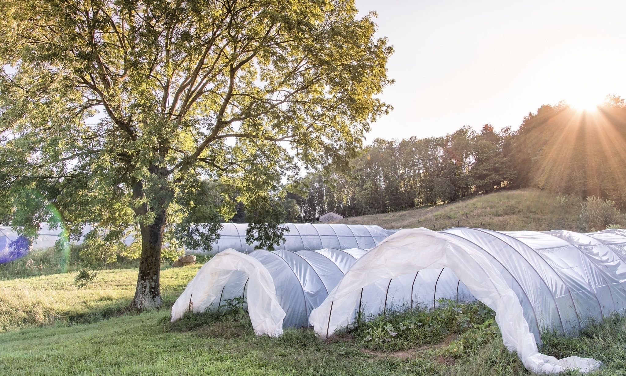 A greenhouse with transparent plastic coverings, surrounded by grass and trees, with sunlight streaming through.