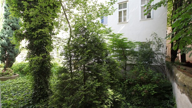 A lush garden with dense foliage and a white building in the background. - Modern, quiet apartment in an old building (Wien)