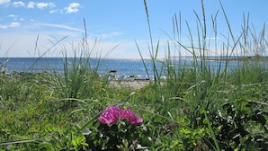 Paisagem costeira com gramíneas altas e uma flor rosa em primeiro plano, que conduz a uma praia com barcos e um céu claro.