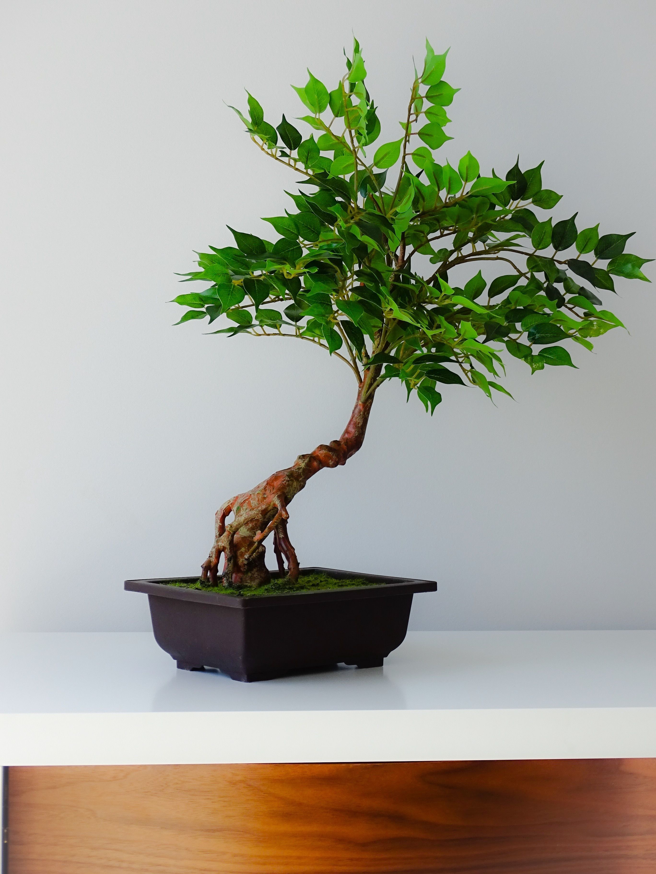 A bonsai tree in a black pot on a white surface.