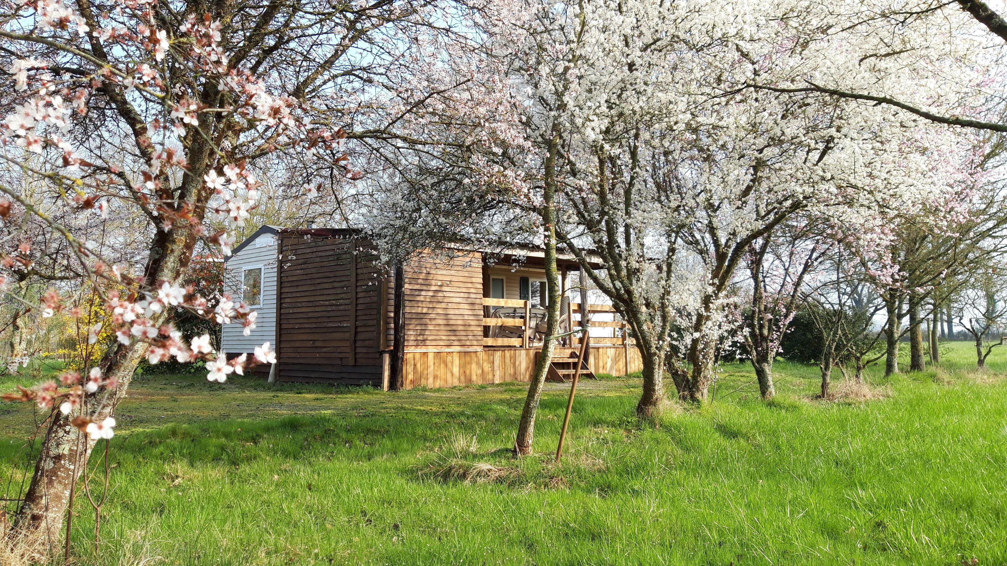 A wooden cabin with a porch, surrounded by blooming trees.