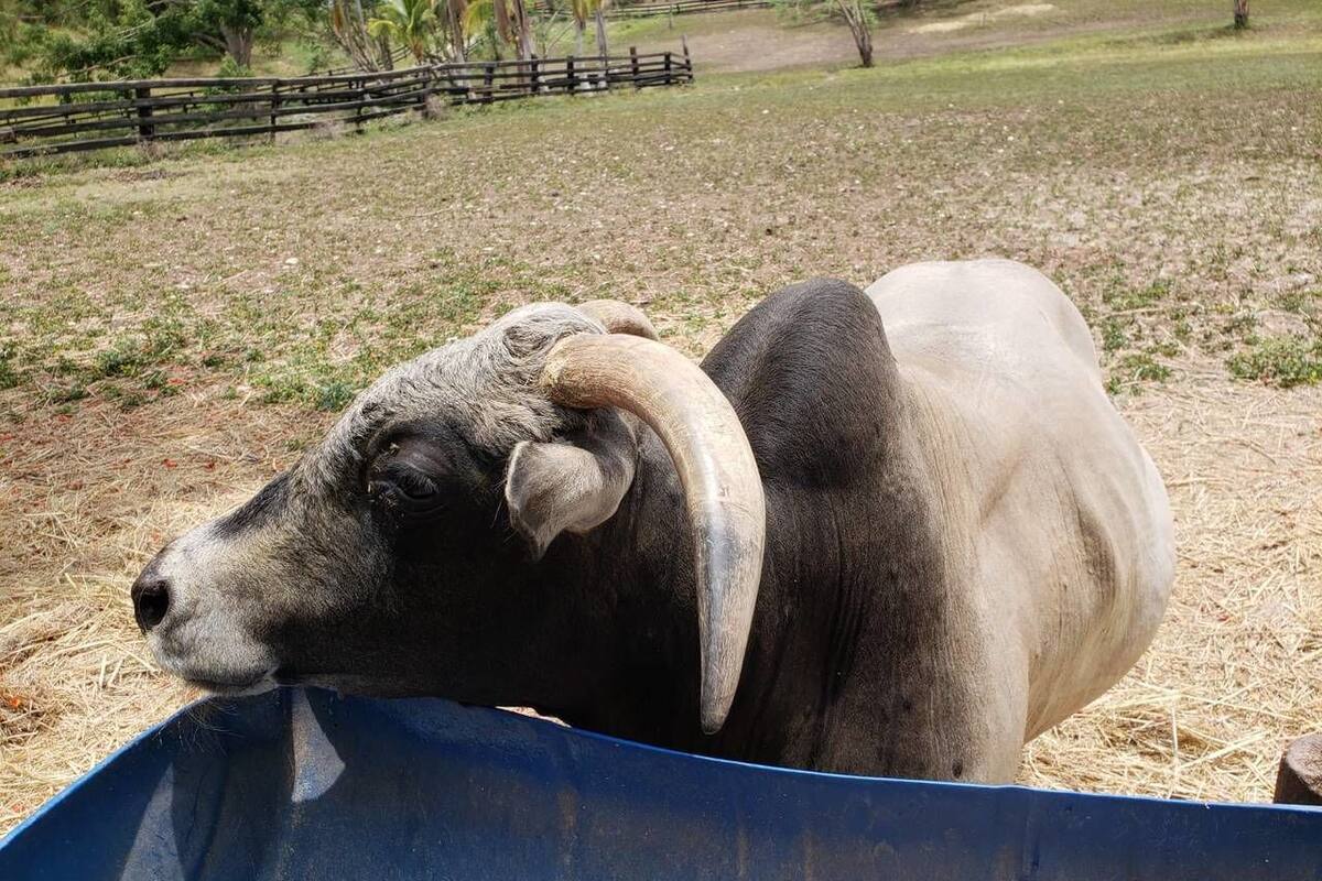 Departamento, 2 camas Queen size (Spectacular Farm Unique Peaceful Wood) | Áreas de la propiedad