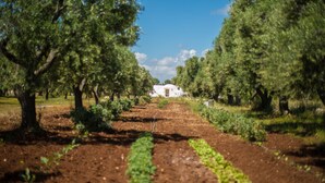 A vineyard with rows of grapevines and a white building in the distance. - Casa Kairos (Ostuni)