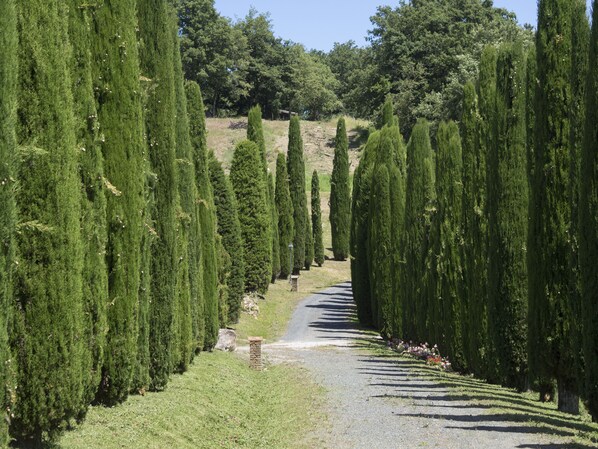 Un sendero bordeado de árboles altos y delgados, que se interna hacia un paisaje montañoso.