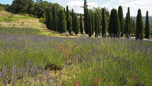 A field of lavender and cypress trees with a distant view of a hilly landscape. - Ginestra, house with outdoor patio and overlooking the common swimming pool (San Gimignano)