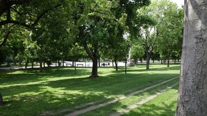 Un parque con césped, árboles y un sendero.