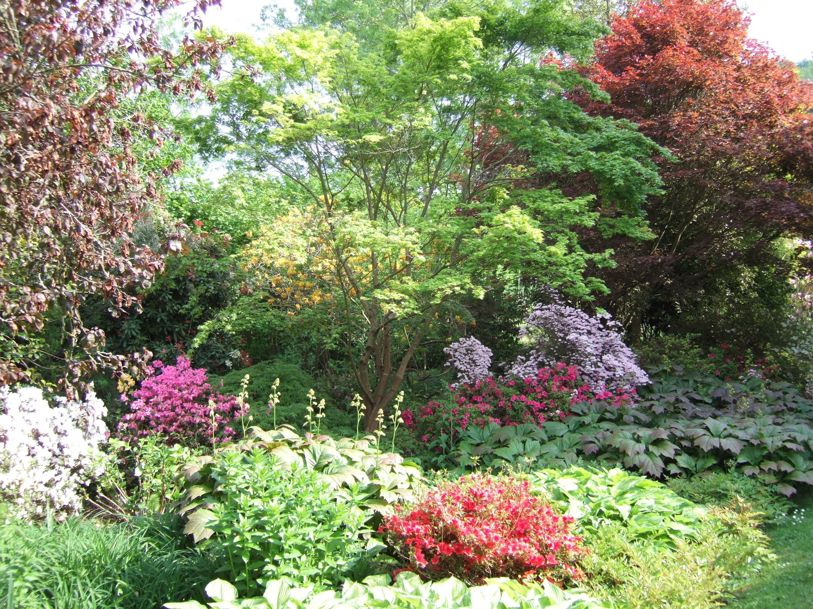 A garden with various plants and trees, including some with pink and red flowers.