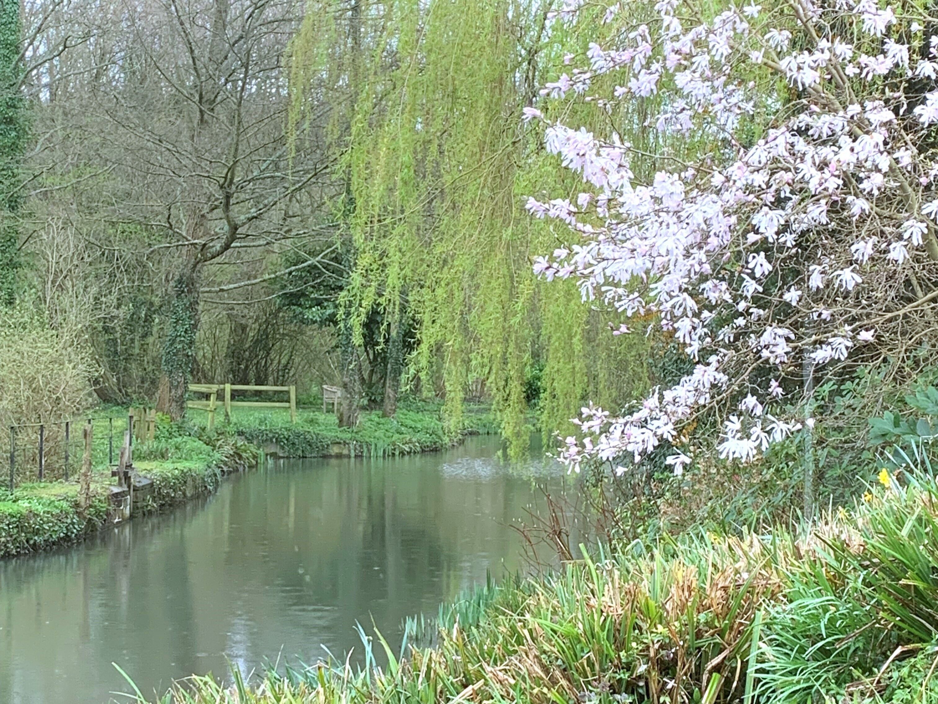 Eine friedliche Flusslandschaft mit Weidenbäumen und blühenden Blumen.