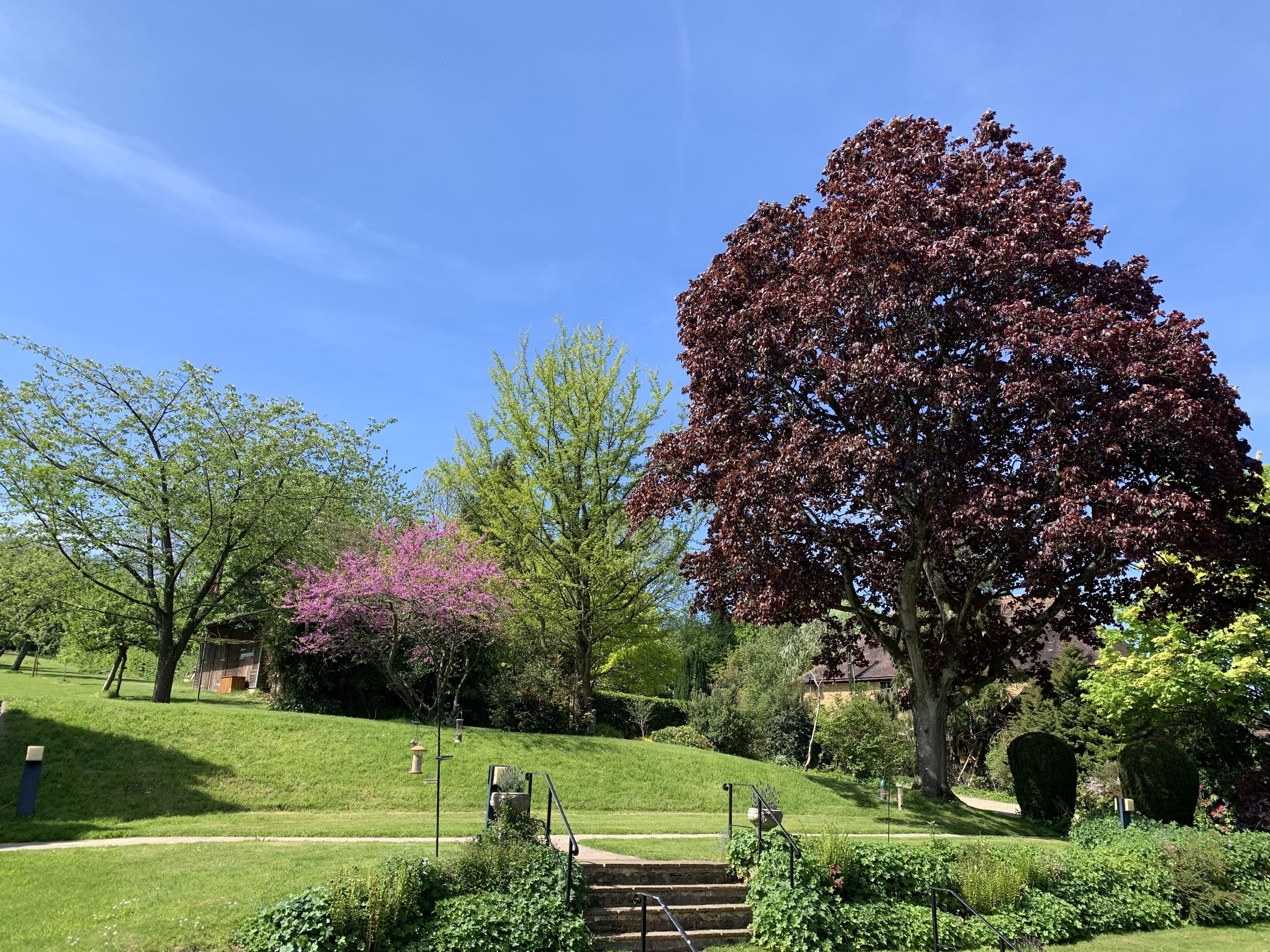 A well-maintained garden with a large tree, a grassy area, and a stone staircase leading up to a building.