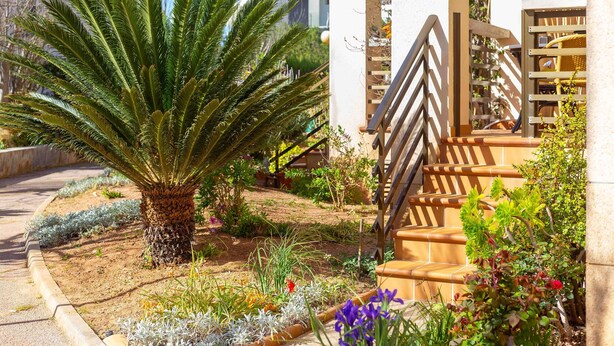 A well-maintained garden with a palm tree, various plants, and a wooden staircase leading to a building.