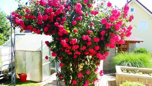 A garden with a rose bush, a greenhouse, and a house with a tiled roof. - Family-friendly apartment near Legoland for 5 pers.                (Kammeltal)