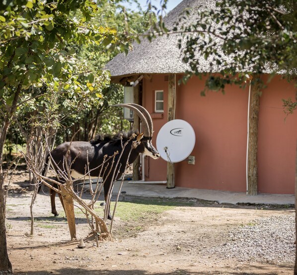 Garden - Mokorro Game Ranch and Lodge (Chingola)