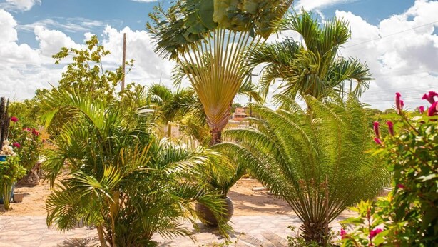 Un jardín con diversas plantas tropicales y un sendero.