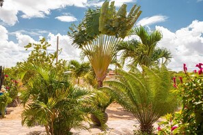Un jardín con diversas plantas tropicales y un sendero.