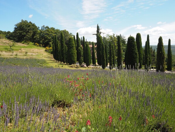 A field of lavender and cypress trees with a distant view of a hilly landscape. - Glicine, romantic cottage with outdoor patio, on the hills of San Gimignano (San Gimignano)
