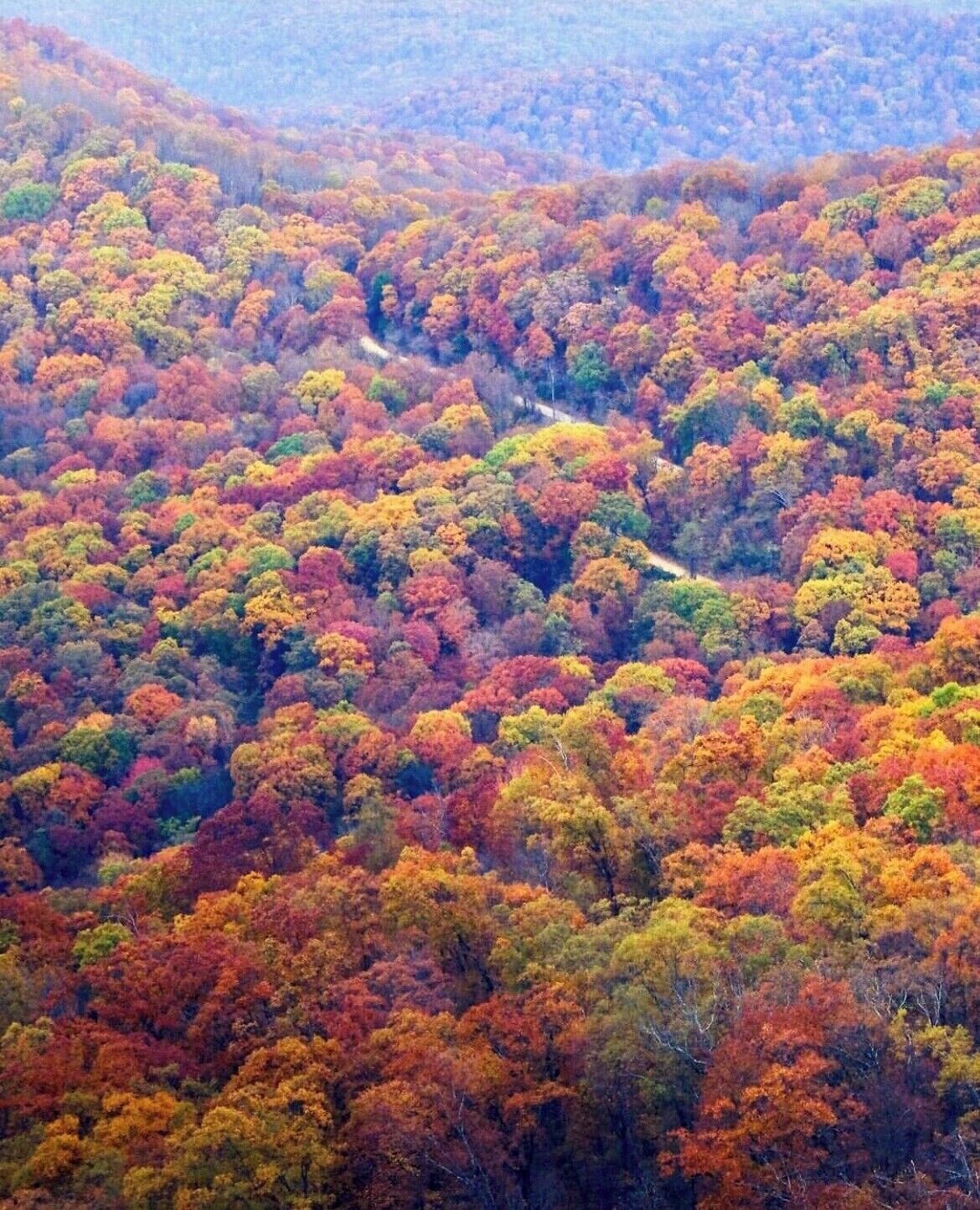 Un bosque frondoso con diversidad de árboles mostrando colores otoñales.
